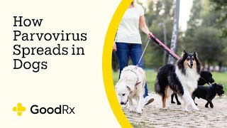How Parvo Spreads in Dogs — and How to Prevent the Infection | GoodRx