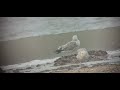 Caspian Gull Sea Palling 31 January 2026