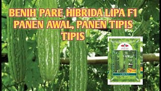 BENIH PARE HIBRIDA LIPA F1. PANEN AWALAN,  MASIH PANEN TIPIS TIPIS.