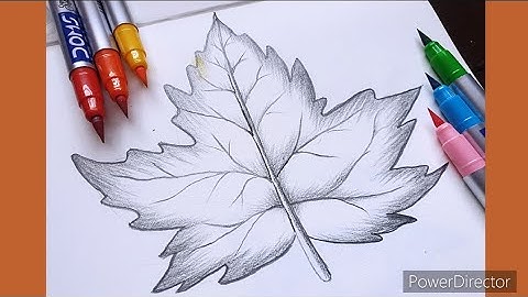 How to draw a Maple 🍁 Leaf step by step | Maple Leaf Drawing