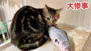 【大惨事】朝起きたら子猫がおもちゃを破壊して大変なことになりましたw