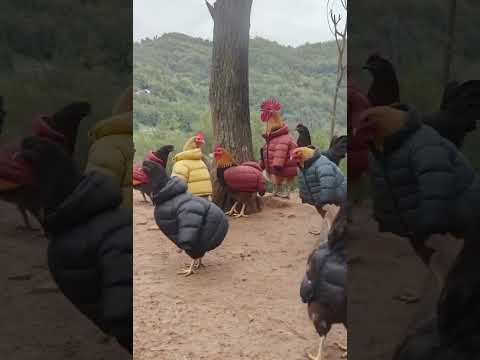 دام الدحاج حست بلبرد كيف بني ادم ضحك التغطيه المشير اكسبلور