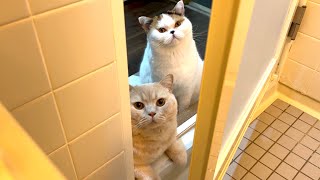 岩盤浴をする猫様 岩盤浴をする猫様 岩盤浴をする猫様
