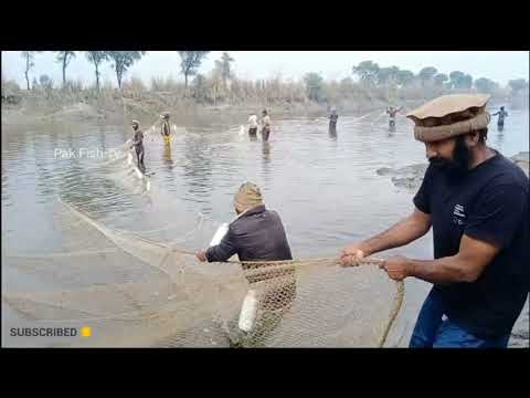 Bade Jaal Se Machhali Pakdane Ka Tarika 2022 Best Big Net Fishing Video Net Fishing In Canal 2022