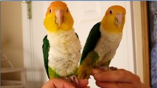 Ginger and Skipper our Pet Caiques