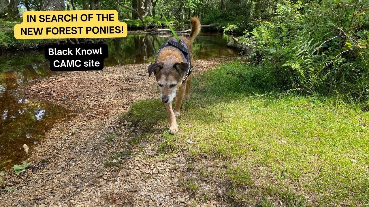 Black Knowl: Exploring New Forest's Hidden Gems | CAMC site | New Forest | Motorhome | June 2024