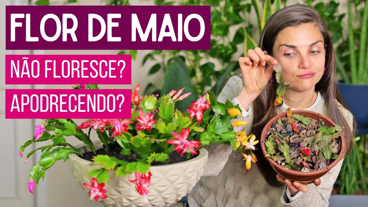 FLOR de MAIO 🌸 NÃO FLORESCE ou APODRECENDO? APRENDA a CULTIVAR do JEITO CERTO!