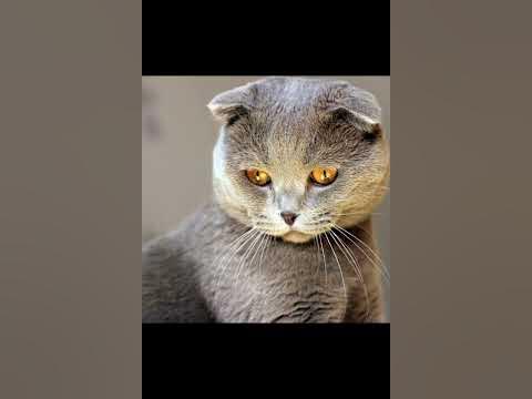 Моншадағы жасырын камера порно видео