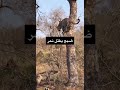 ضبع يقتل نمر  حيوانات