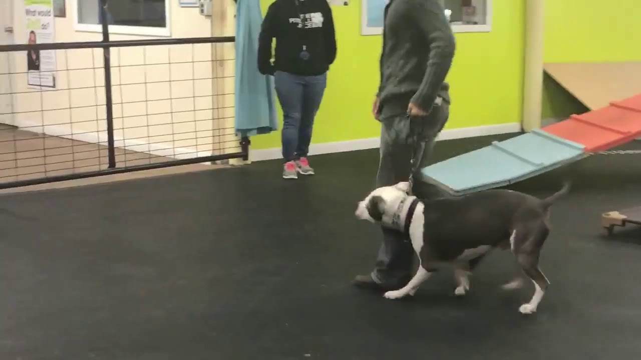 dog trainer in delhi Dog Training | Boomer during his drop off session | Solid K9 Training Dog Training