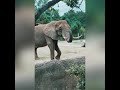 #Shorts | Breakfast at Cameron Park Zoo | Waco TX