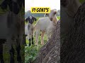 f1 goat's farming in Assam Majuli #goat #beautifullgoats #animals #whitegoat