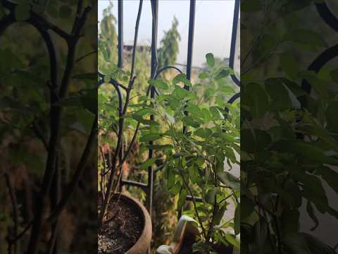 दिवस 16 — बदल आता सवय बनतोय 🌷 #yogshreeveena #shorts #youtubeshorts #ytshorts