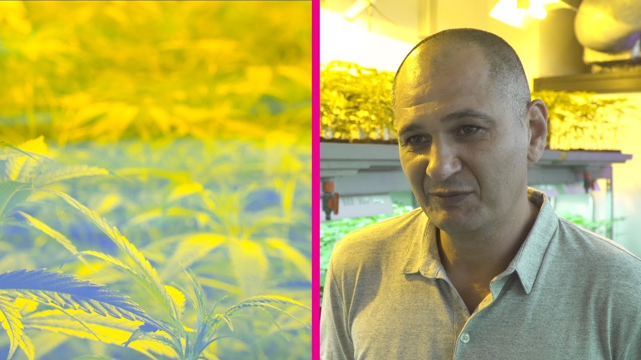 Verbot für Hanf-Growshops? Ein Betreiber spricht über seine Sorgen
