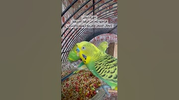 #سورة_الجن #رقية_شرعية #المصحف #قرآن #عبد_الباسط_عبد_الصمد #مصر #طيور #الحب #البادجي #quran #birds