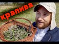 КРАПИВА - самый вкусный майский салат из молодой крапивы