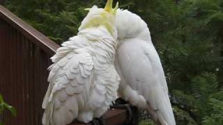 Cockatoos are preening each other on my balcony