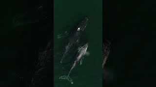 Mom And Baby Blue Whale, Orcas, Humpback Whales, Gray Whales