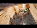 Quail Chronicles Episode 8: New Quail Brooder