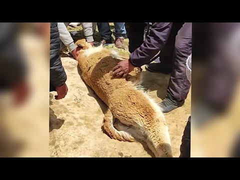 LOOK WHAT THEY DO TO THIS POOR VICUÑA