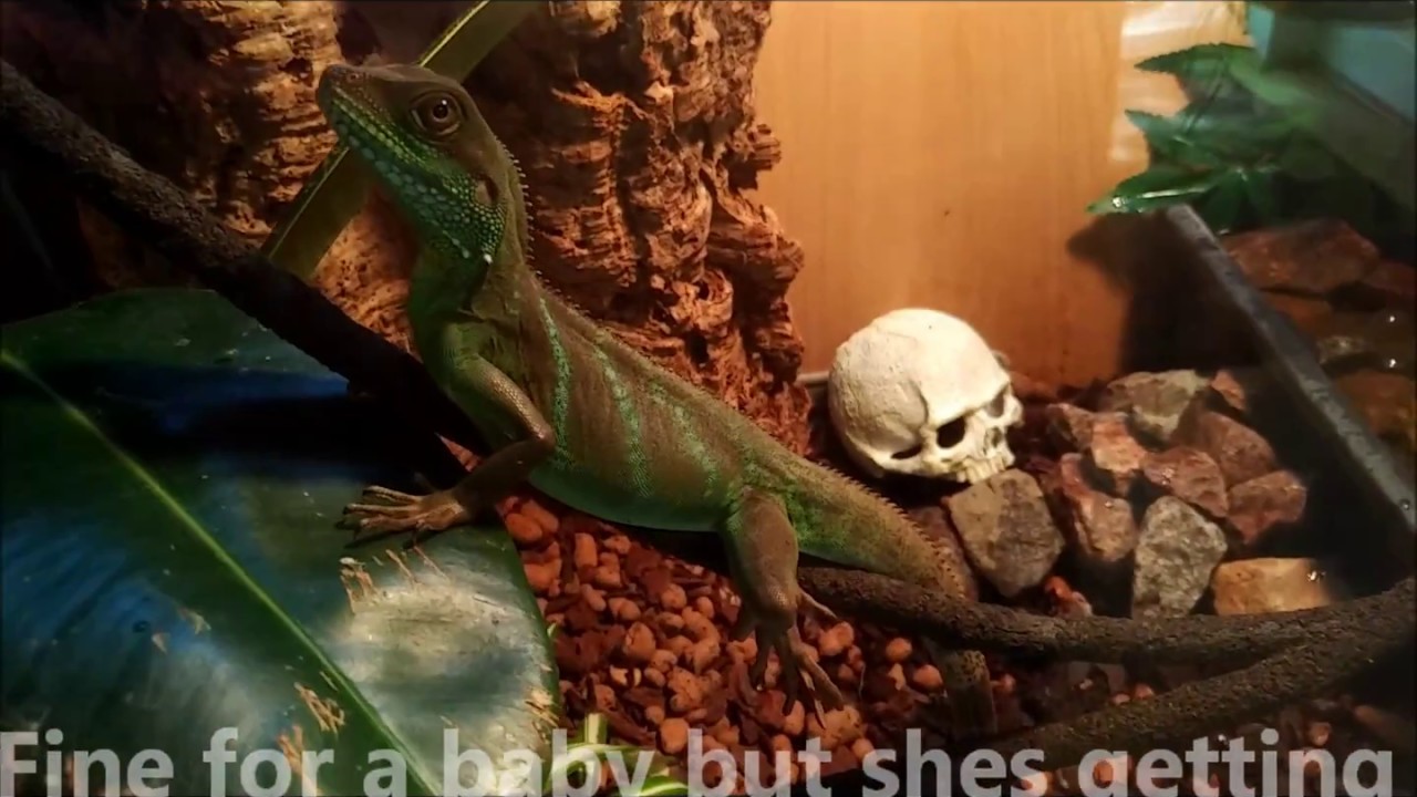 Chinese Water Dragon Vivarium Upgrade Project *EPISODE 1* YouTube