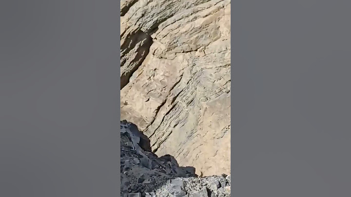 Once in Lifetime! Snow Leopard Hunt the Blue Sheep | The fall #snowleopard #hunt #viral #trending