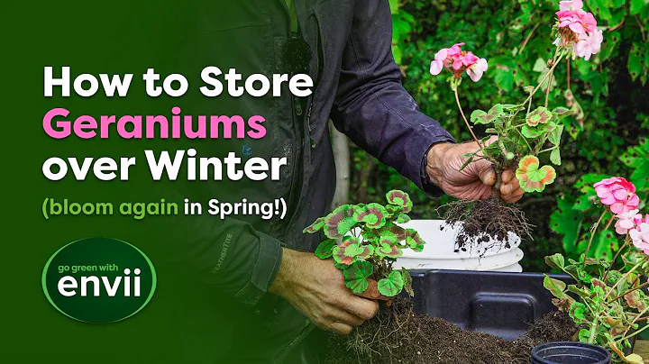 Complete Guide to Overwintering Geraniums - DayDayNews