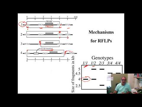 Video: Visoko Specifični PCR-RFLP Testovi Za Kariotipizaciju Raširene Inverzije 2Rb U Vektorima Malarije Kompleksa Anopheles Gambiae