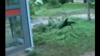 dog vs monkey #monkey anjing vs monyet #monyet #shorts #tiktok