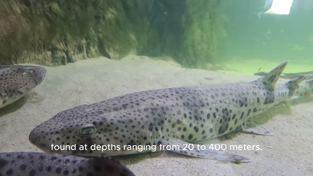 Small Spotted Catshark