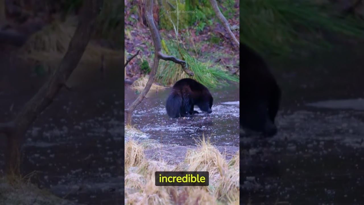 Wolverine - Most Elusive Animals