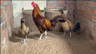 How To Breeding Rooster Game Fowl farm | កសិដ្ឋានបង្កាត់ពូជមាន់ជល់ Don King| screenshot 5