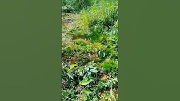 The process of cutting weeds - good machinery can improve the efficiency of doing things