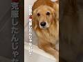 大好きな子猫の前だと無敵モードになる大型犬...【ゴールデンレトリバー・保護猫】#shorts