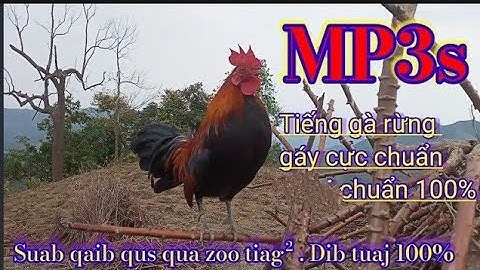 Suab qaib qus 2022 zoo heev li. dib tuaj 100%. Tiếng gà rừng gáy cực chuẩn 2022.