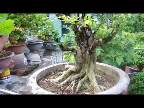 CÂY SI RÔ - SƠ RI - NHÃN - MAI CHIẾU THỦY PHÔI BONSAI KHỦNG TẠI GÒ VẤP ...