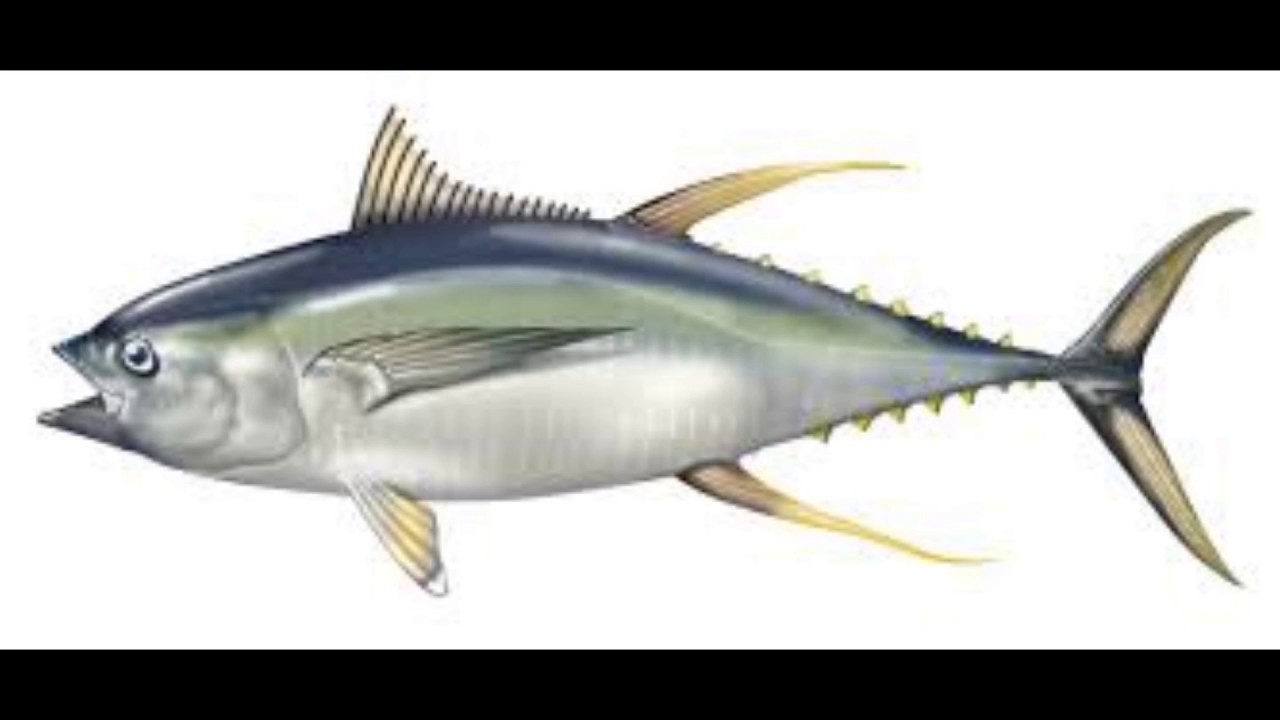 Fiyablasta: Tuna (Official Video)