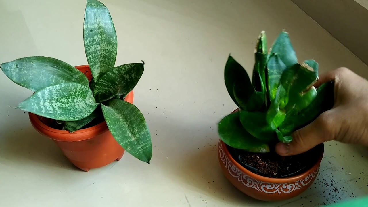 Planting snake plants , in ceramic container without drainage hole