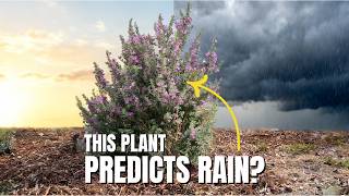 Texas Sage: The Shrub That Predicts Rain & Thrives on Neglect