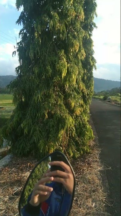 Sholawat merdu | di sawah pun sempet-sempetnya sholawatan 😄