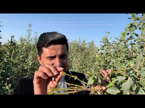 جديد صباح قطف القات مع الجواء الباردة صنعاء القلب