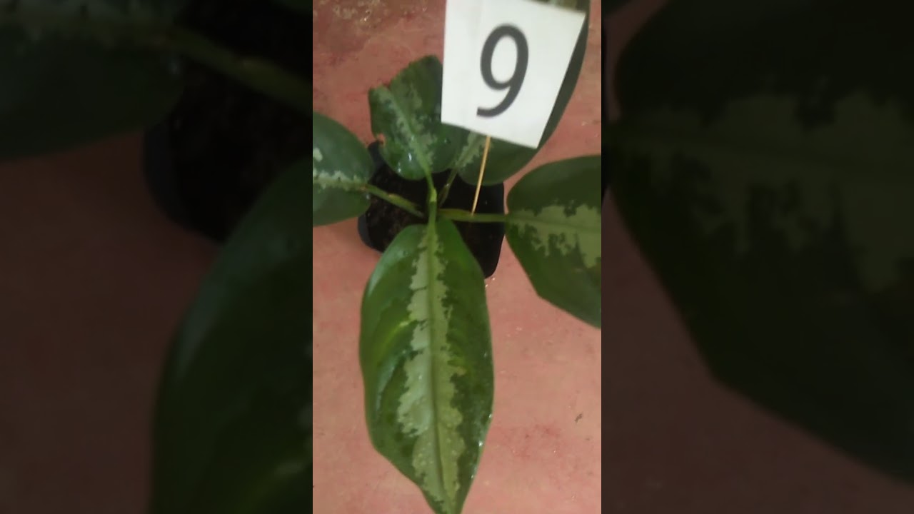 Plant sale 26🏵🌿මල් පැල සේල්, එන්න ඔයාලත්🌸 what's app0713609685 message or call 