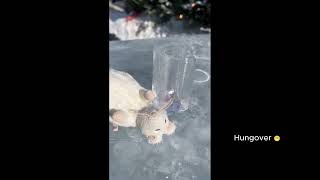 Carnival De Quebec Click Here To Check It Out