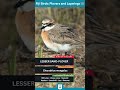 Lesser Sand Plover