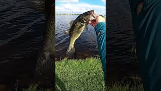 I Watched This Fish Eat It short shorts fish fishing eat bait softplastics watch