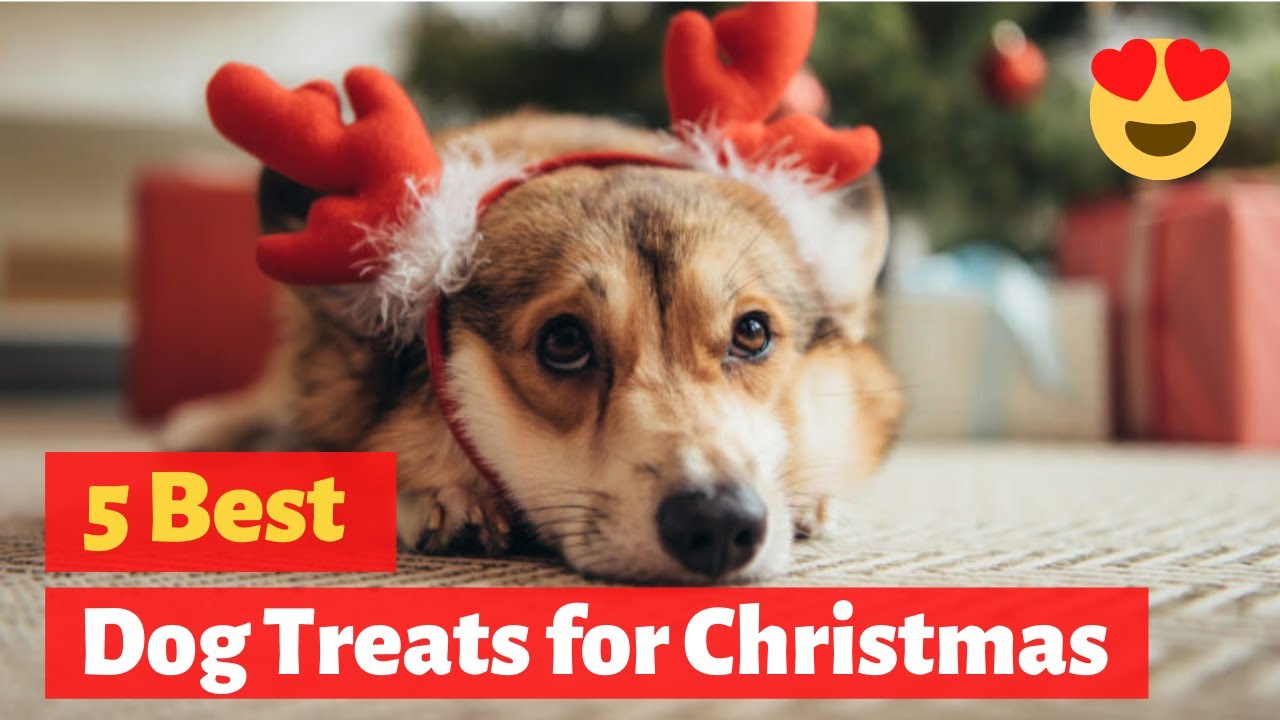 What are the Best Dog Treats for Christmas?