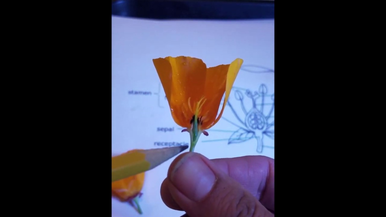 Parts of the Flower - Science lesson in less than 5 minutes! - YouTube