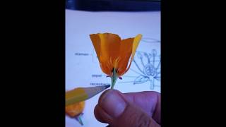 Parts of the Flower - Science lesson in less than 5 minutes!