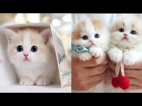 so cute kittens😻videos 2024 compilation#11 |vm animal