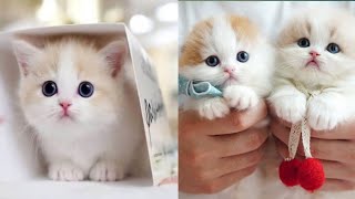 so cute kittensvideos 2024 compilation#11 |vm animal